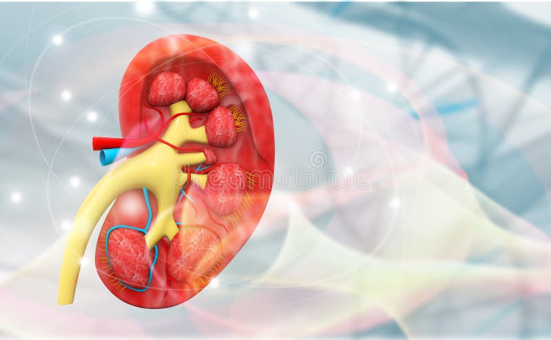 Ludzka cynaderki przekroju poprzecznego anatomia ilustracja wektor Ludzka cynaderki przekroju poprzecznego anatomia ilustracja wektor