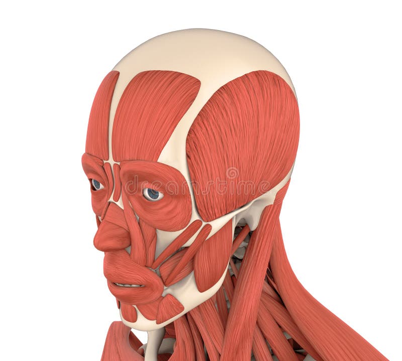 Ludzka Twarzowych mięśni anatomia royalty ilustracja Ludzka Twarzowych mięśni anatomia royalty ilustracja