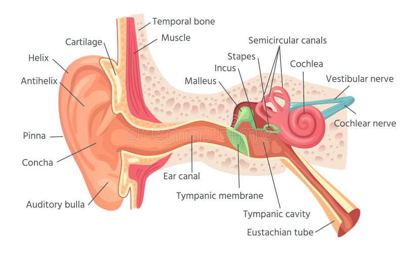 Ludzka uszata anatomia Ucho wewnętrzna struktura, organ przesłuchanie wektoru ilustracja