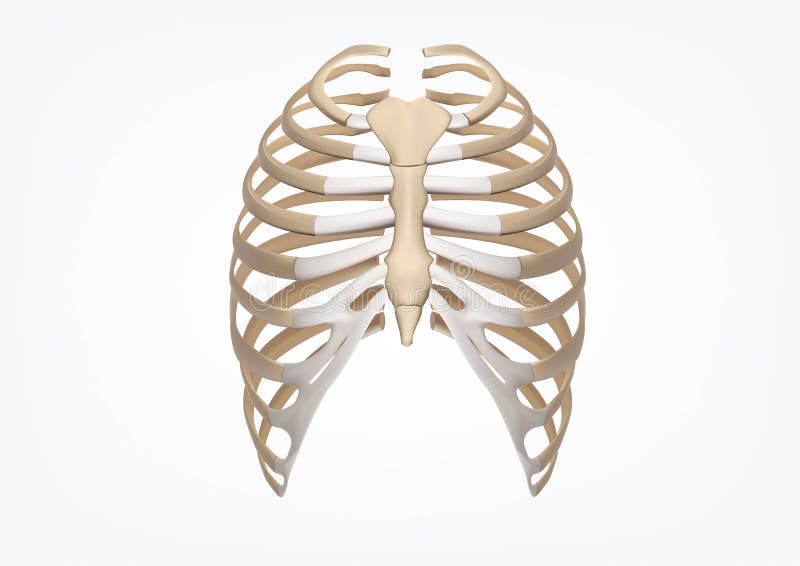 Ludzka ziobro 3D ilustracja Ludzkiej Zredukowanej ziobro klatki anatomii Frontowy widok ilustracja wektor Ludzka ziobro 3D ilustracja Ludzkiej Zredukowanej ziobro klatki anatomii Frontowy widok ilustracja wektor