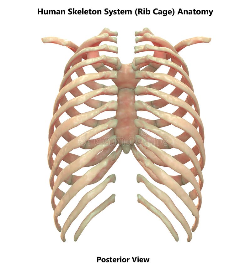 Ludzka Zredukowanego systemu ziobro klatki widoku Posterior anatomia ilustracja wektor Ludzka Zredukowanego systemu ziobro klatki widoku Posterior anatomia ilustracja wektor