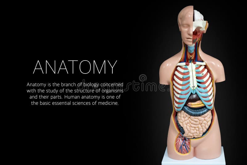 Ludzki anatomii mannequin na czarnym tle obraz stock Ludzki anatomii mannequin na czarnym tle obraz stock