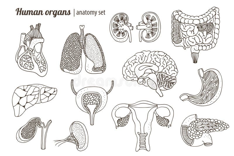 Ludzkich organów anatomii set royalty ilustracja Ludzkich organów anatomii set royalty ilustracja