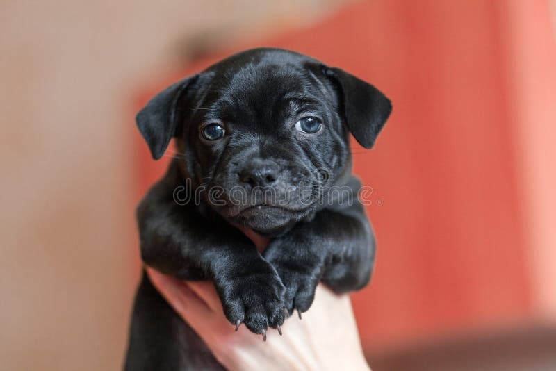 Ludzkie ręce trzymające słodkiego małego szczeniaka Piękny pies z rasy terrier fotografia royalty free