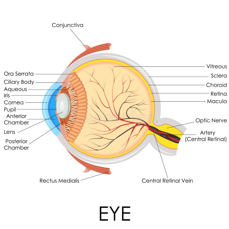 Ludzkiego oka anatomia ilustracji Ludzkiego oka anatomia ilustracji