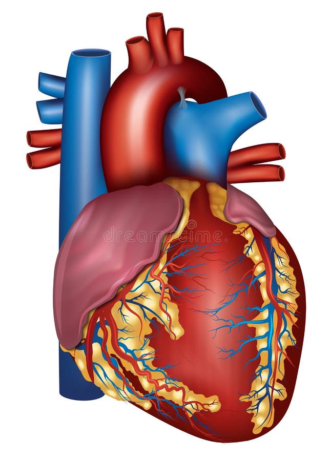 Ludzkiego serca szczegółowa anatomia, kolorowy projekt ilustracji Ludzkiego serca szczegółowa anatomia, kolorowy projekt ilustracji