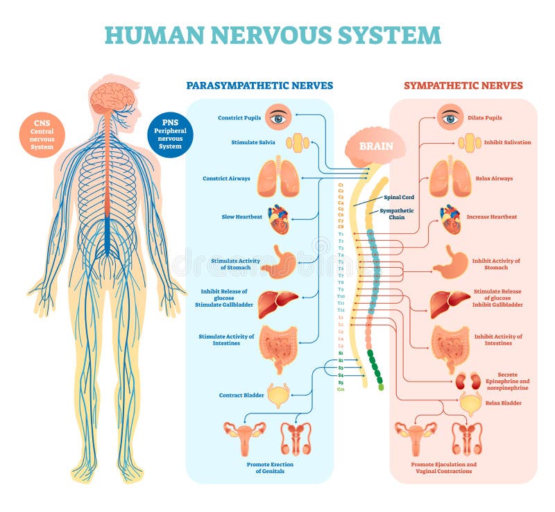 Ludzkiego układu nerwowego medyczny wektorowy ilustracyjny diagram z nerwami i łączącymi wewnętrznymi organami parawspółczulnymi Ludzkiego układu nerwowego medyczny wektorowy ilustracyjny diagram z nerwami i łączącymi wewnętrznymi organami parawspółczulnymi
