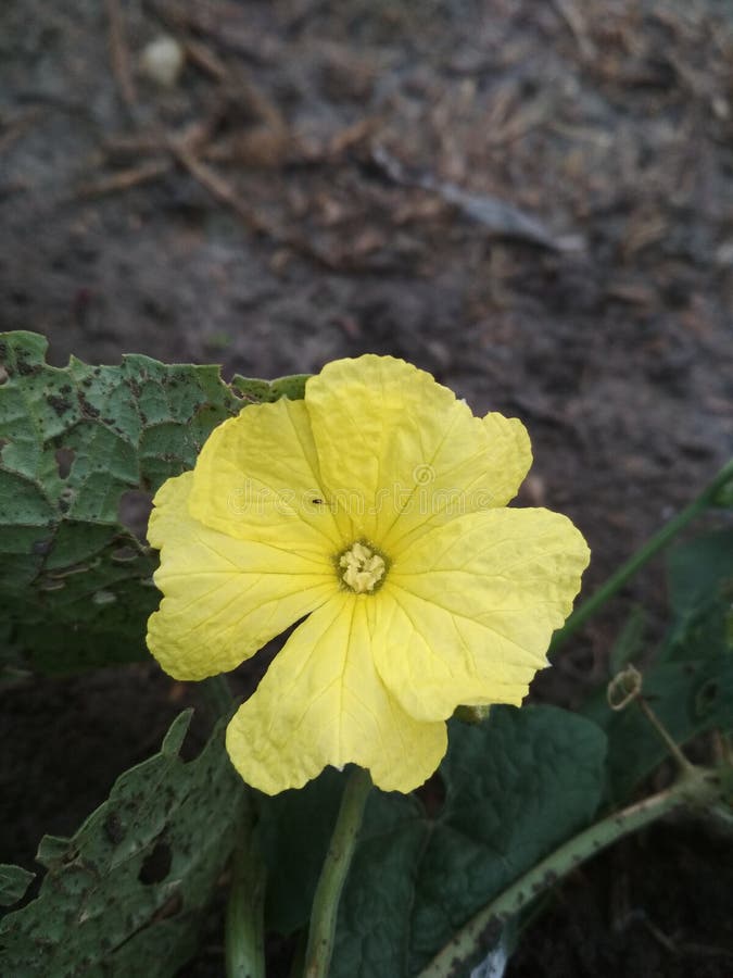 Luffa acutangulata, okra china o spons, flor macho calabaza imagen de archivo libre de regalías Luffa acutangulata, okra china o spons, flor macho calabaza imagen de archivo libre de regalías