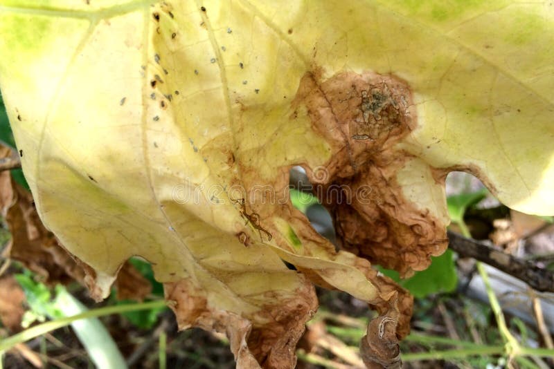 Luffa Gourd Plant Leaves Disease. Stock Photo Image of vegetable