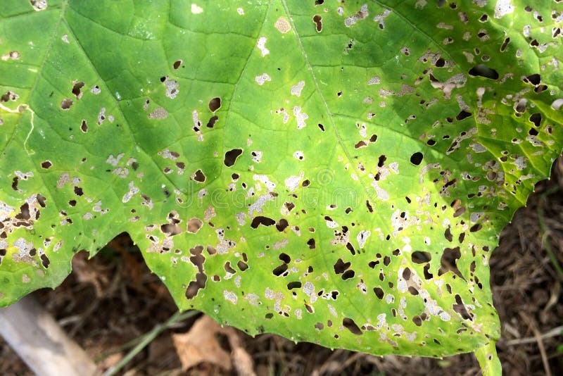 Luffa Gourd Plant Leaves Disease. Stock Photo Image of tree, fresh