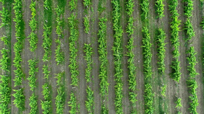 Luft Drohne Video von Weinberg Weinreben Feld für Wein. von oben nach unten Ansicht der Felder