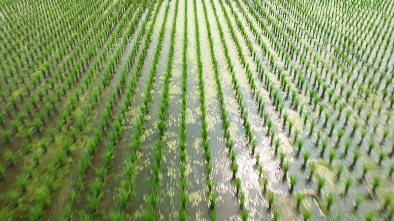 Luftbild der Frühlingsreifenfelder stock video footage