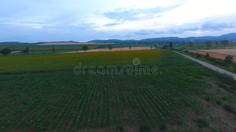 Luftbild der landwirtschaftlichen Felder Sommerzeit
