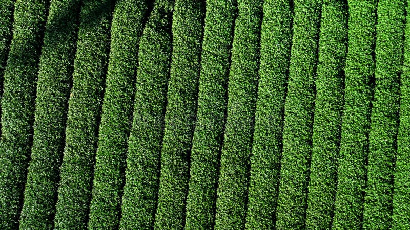 Luftbild der Teeplantagen stock footage