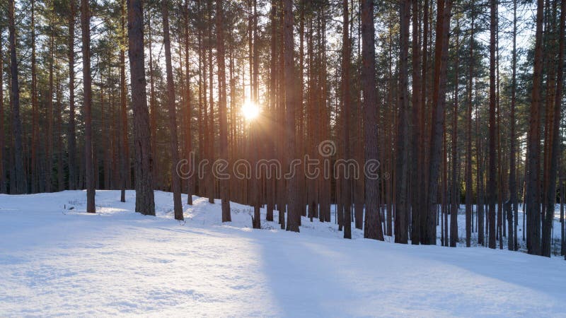 Luftfoto des Sonnenuntergangs im Winterkiefernwald lizenzfreies stockbild Luftfoto des Sonnenuntergangs im Winterkiefernwald lizenzfreies stockbild