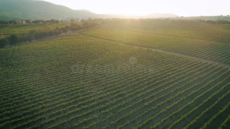 Luftgesamtlänge, herrliche Weinberge auf Sonnenuntergang in Russland