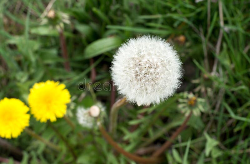 Luftmaskrosor på ett grönt fält fotografering för bildbyråer Luftmaskrosor på ett grönt fält fotografering för bildbyråer