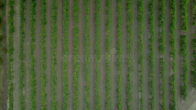 Lufttrockenvideo zu Weinbergen - Weinrebenfeld Landwirtschaftliche Felder oben nach unten zeigen