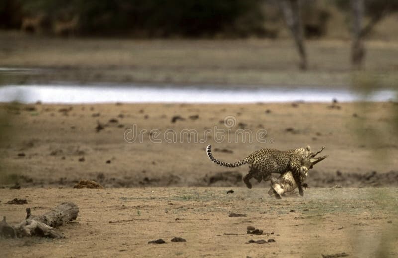 Leopard (Panthera pardus) attacking and killing a juvenile Nile Crocodile (Crocodylus niloticus) near a waterhole in Kruger National Park, South Africa. by Hal Brindley. This is the only time this behavior has ever been photographed. Leopard (Panthera pardus) attacking and killing a juvenile Nile Crocodile (Crocodylus niloticus) near a waterhole in Kruger National Park, South Africa. by Hal Brindley. This is the only time this behavior has ever been photographed.