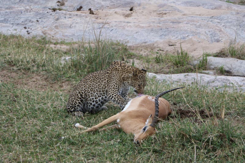 Leopard eating prey gazelle in the wild maasai mara national reserve. Leopard eating prey gazelle in the wild maasai mara national reserve