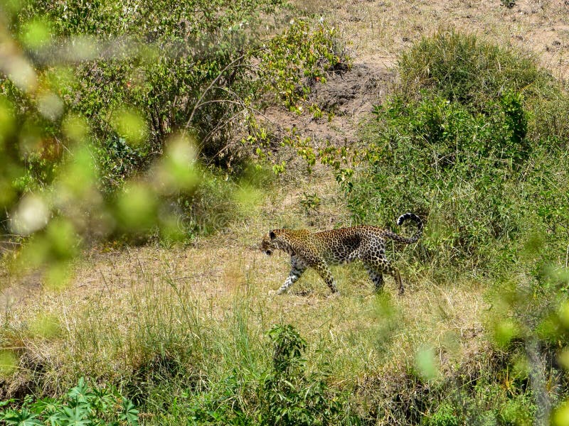 Luipaard in Masai Mara, Kenia stock foto Luipaard in Masai Mara, Kenia stock foto