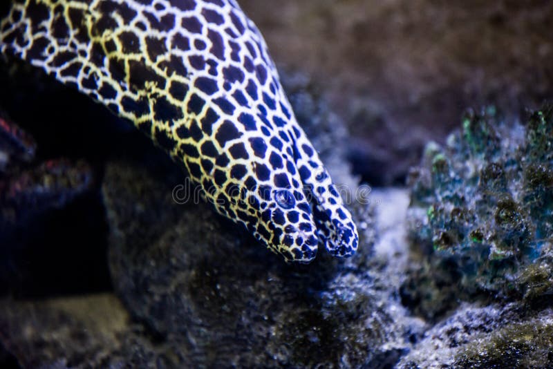 De Leopard Moray Aal Enchelycore Pardalis Stock Afbeelding ...