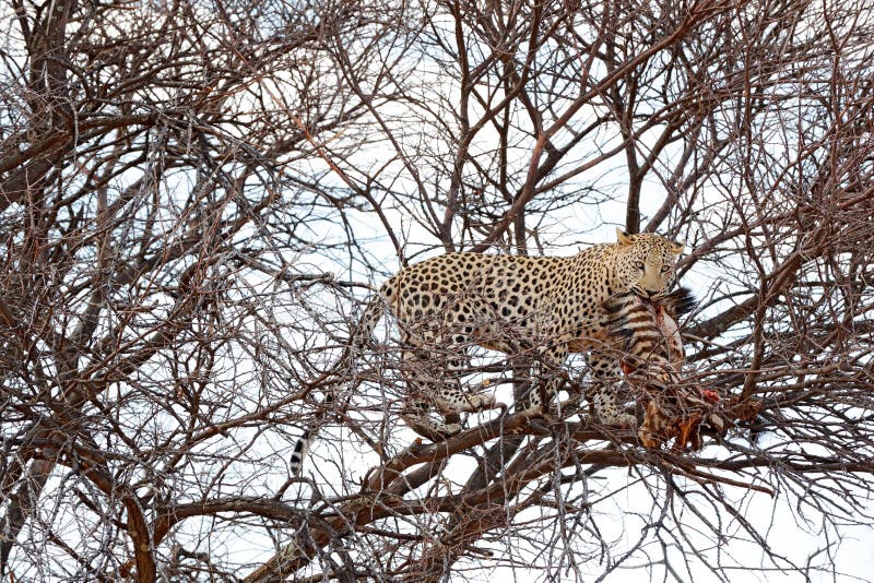 Luipaard op de boom met vangst, dierlijk gedrag Grote kat die jonge zebra, het Nationale Park van Etosha in Afrika voeden Het wil stock fotografie Luipaard op de boom met vangst, dierlijk gedrag Grote kat die jonge zebra, het Nationale Park van Etosha in Afrika voeden Het wil stock fotografie