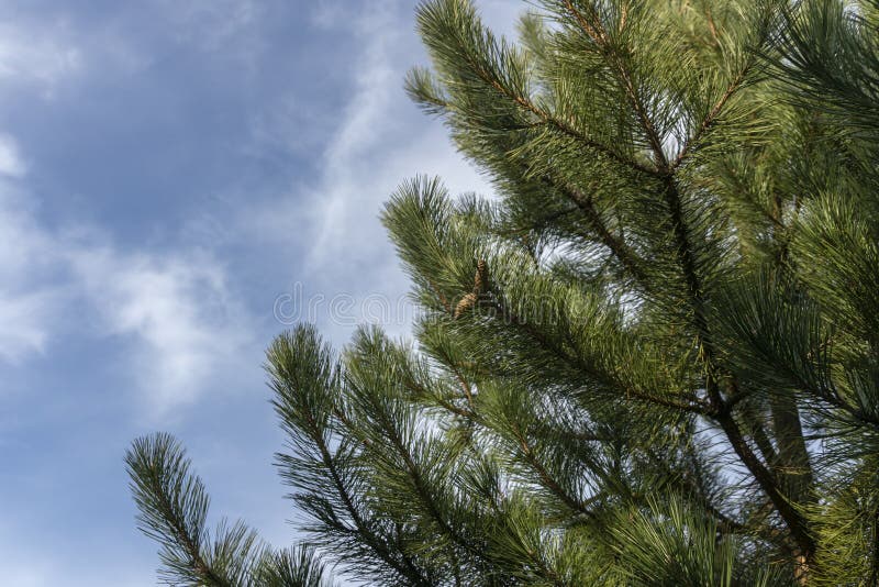 Luksusowa ciemnozielona gałąź Austriacka sosna lub czarna sosna, Pinus nigra z rożkami przeciw niebieskiemu niebu fotografia royalty free Luksusowa ciemnozielona gałąź Austriacka sosna lub czarna sosna, Pinus nigra z rożkami przeciw niebieskiemu niebu fotografia royalty free