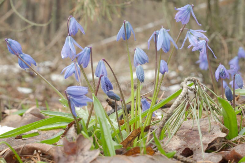 Luksusowa kępa cebulicy siberica prawdziwy piękno natura obrazy stock Luksusowa kępa cebulicy siberica prawdziwy piękno natura obrazy stock