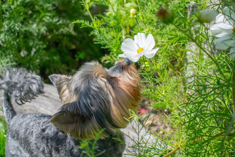 lukta för hundblommor arkivfoton lukta för hundblommor arkivfoton