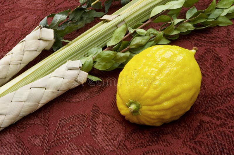 Lulav e Etrog fotografia stock libera da diritti Lulav e Etrog fotografia stock libera da diritti