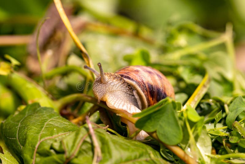 Lumaca da giardino bevete acqua macronatura estrema chiusura lampo i. Acquavite di lumaca da giardino maculato natura estrema chiusura di una lumaca in un habitat naturale con pioggia di pioggia su un prato