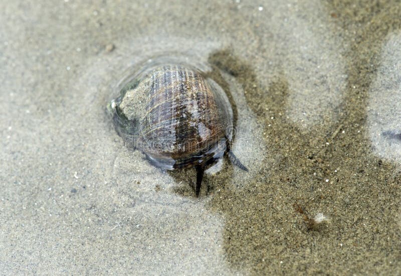 Lumaca di mare comune della vinca fotografie stock