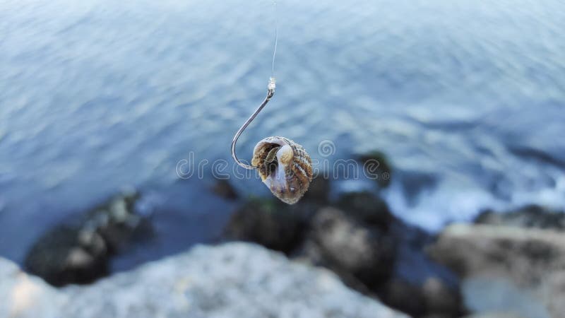Lumaca di mare periwinwinca catturata con gancio da pesca dopo aver mangiato esca fotografia stock libera da diritti