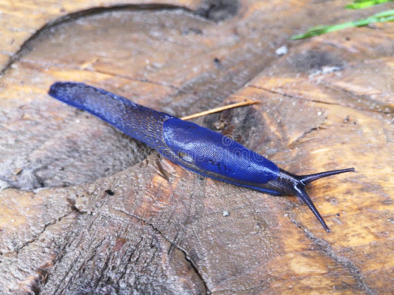 Lumaca strutturata blu luminosa carpatica che striscia sulla struttura di legno fotografie stock Lumaca strutturata blu luminosa carpatica che striscia sulla struttura di legno fotografie stock