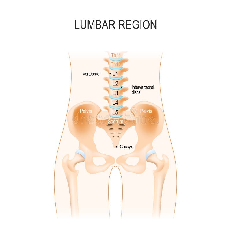 Lumbar region. Anatomy of the hip, Vertebra, and pelvis. Abdominal segment of the torso, between the diaphragm and the sacrum. Lumbar region. Anatomy of the hip, Vertebra, and pelvis. Abdominal segment of the torso, between the diaphragm and the sacrum.