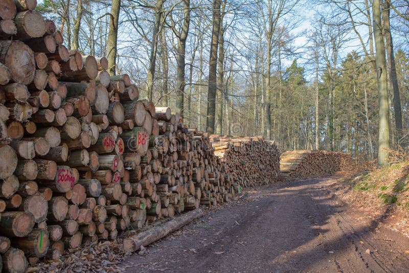Lumber in Forest stock image. Image of industial, material 87815763