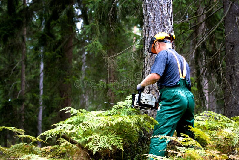 Lumberjack Worker with Chainsaw in the Forest Stock Image Image of