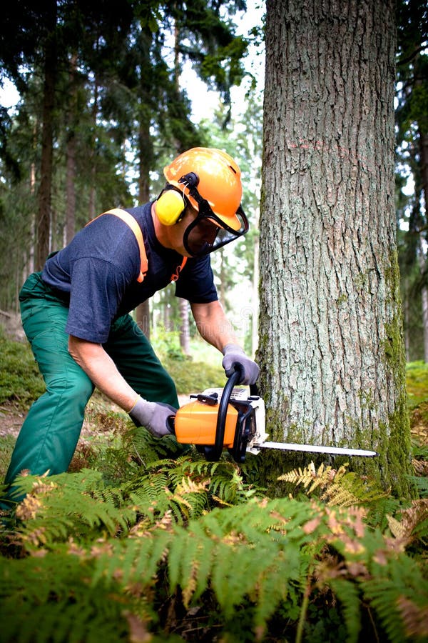 Grabador de madera sobre el en Bosque 