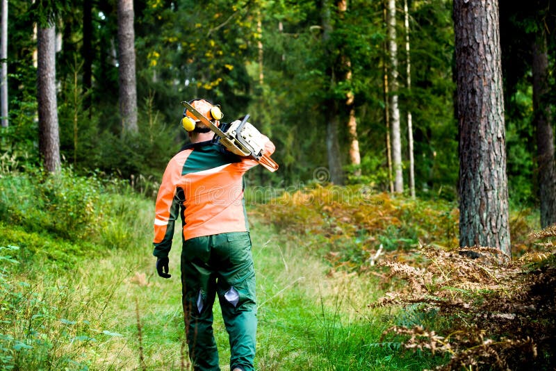 Lumberjack stock photo. Image of timber, sawing, lumber 11316242
