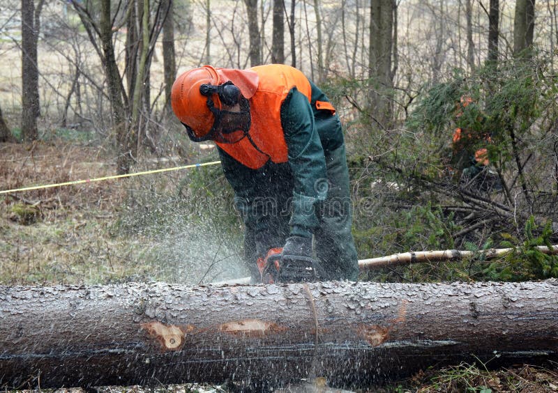 Lumberjack, tree cutting