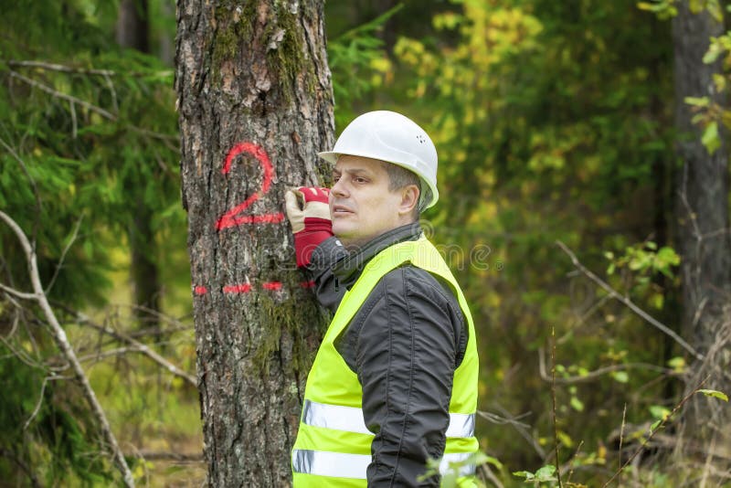 Lumberjack пишет на дереве стоковое фото rf Lumberjack пишет на дереве стоковое фото rf