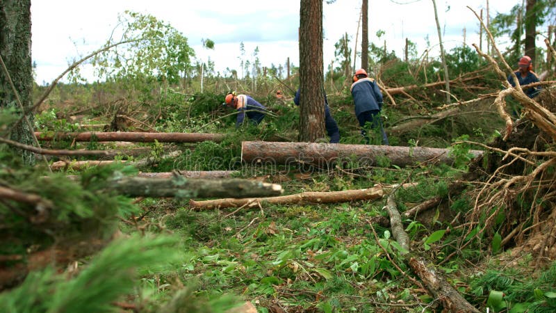 Lumberjacks в защитных шлемах увидели деревья тимберса в лесе с цепными пилами