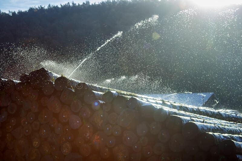 Lumberyard, depot for primary conversion. Water pile of logs. Sprinkler irrigation as way of preserving wood - creating microclimate and oxygen-free environment for fungi and forest pests. France