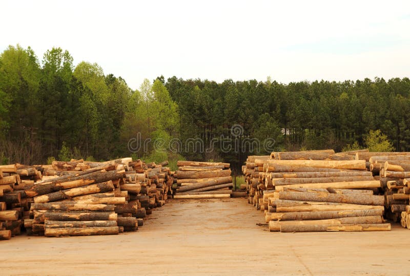 Lumberyard with stacks of logs