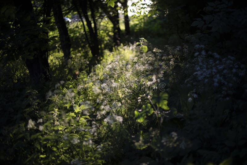 Gros Loir Dans La Nature Avec Le Piège Photo stock - Image du trappe, loir:  204893338