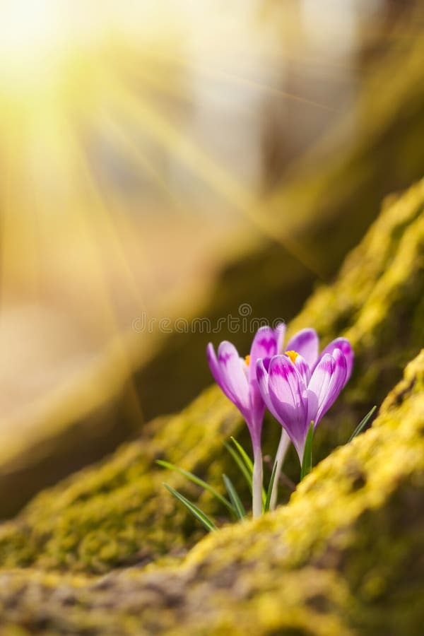 Lumi?re du soleil ?tonnante sur le crocus de fleur de ressort La vue du ressort de floraison de magie fleurit le crocus s'?levant image stock Lumi?re du soleil ?tonnante sur le crocus de fleur de ressort La vue du ressort de floraison de magie fleurit le crocus s'?levant image stock