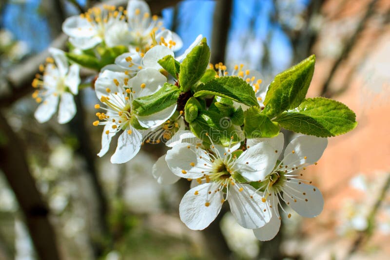 Luminosità, all'aperto, sfocata, blu, frutta, botanica, leggera, stagionale, bokeh, esterna, giappone, giapponese, freschezza, pr fotografia stock libera da diritti