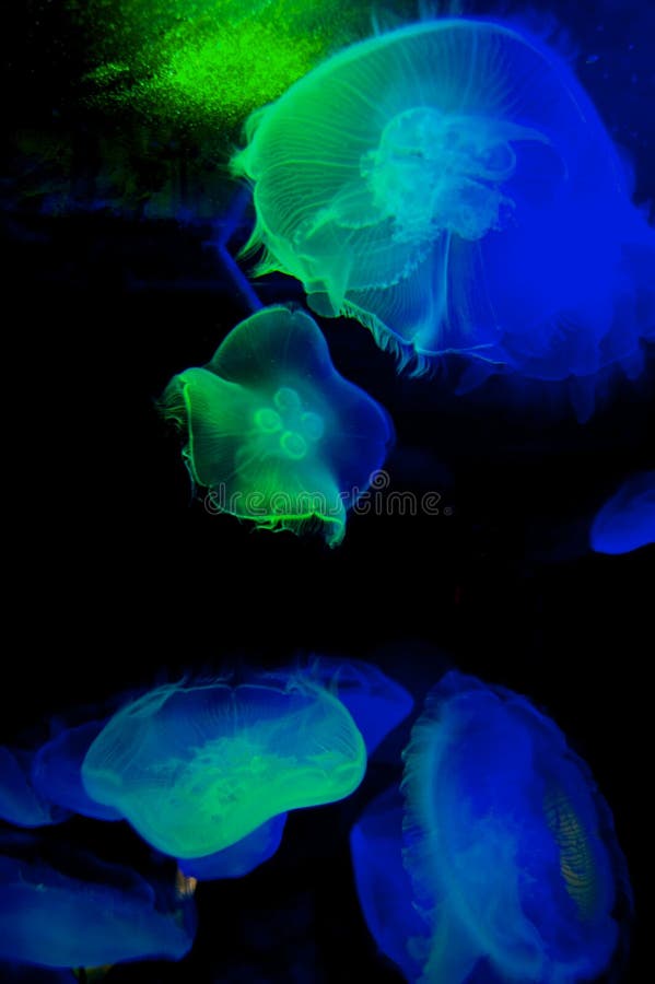 Luminous jellyfish stock photo. Image of glowing, fish 8085884