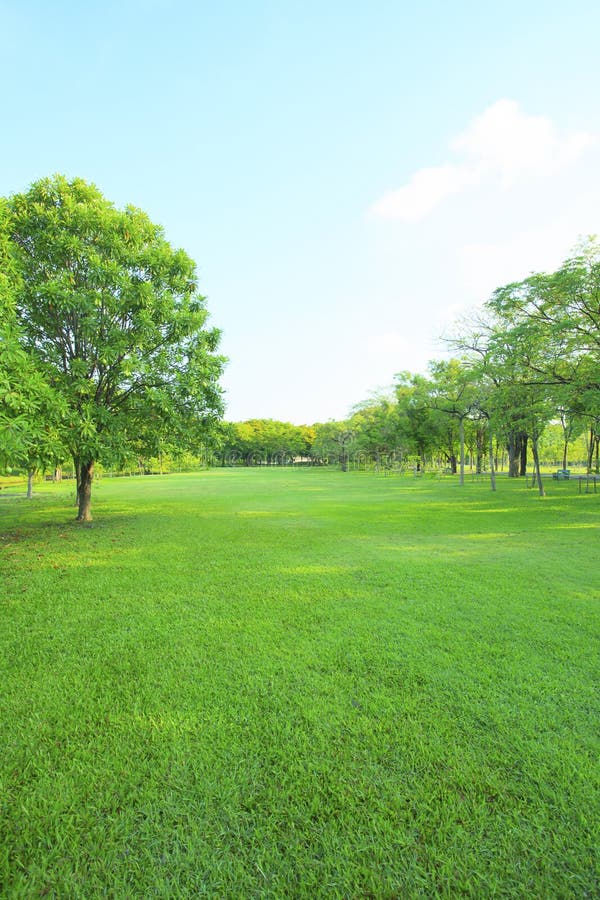 Lumină de dimineață frumoasă în parcul public cu iarbă verde stock photo